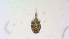  ( - I18_Ma_401)  @11 [ ] Copyright (2025) Levin Wieschermann Senckenberg am Meer Wilhelmshaven, Department German Centre for Marine Biodiversity Research