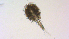  ( - I18_Ma_416)  @11 [ ] Copyright (2025) Levin Wieschermann Senckenberg am Meer Wilhelmshaven, Department German Centre for Marine Biodiversity Research