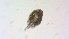  ( - I18_Ma_417)  @11 [ ] Copyright (2025) Levin Wieschermann Senckenberg am Meer Wilhelmshaven, Department German Centre for Marine Biodiversity Research