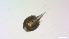  ( - I18_Ma_419)  @11 [ ] Copyright (2025) Levin Wieschermann Senckenberg am Meer Wilhelmshaven, Department German Centre for Marine Biodiversity Research