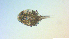  ( - I18_Ma_424)  @11 [ ] Copyright (2025) Levin Wieschermann Senckenberg am Meer Wilhelmshaven, Department German Centre for Marine Biodiversity Research