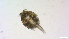  ( - I18_Ma_428)  @11 [ ] Copyright (2025) Levin Wieschermann Senckenberg am Meer Wilhelmshaven, Department German Centre for Marine Biodiversity Research