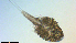  ( - I18_Ma_430)  @11 [ ] Copyright (2025) Levin Wieschermann Senckenberg am Meer Wilhelmshaven, Department German Centre for Marine Biodiversity Research