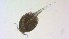  ( - I18_Ma_434)  @11 [ ] Copyright (2025) Levin Wieschermann Senckenberg am Meer Wilhelmshaven, Department German Centre for Marine Biodiversity Research