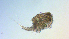  ( - I18_Ma_439)  @11 [ ] Copyright (2025) Levin Wieschermann Senckenberg am Meer Wilhelmshaven, Department German Centre for Marine Biodiversity Research