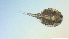 ( - I18_Ma_444)  @11 [ ] Copyright (2025) Levin Wieschermann Senckenberg am Meer Wilhelmshaven, Department German Centre for Marine Biodiversity Research