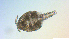  ( - I18_Ma_447)  @11 [ ] Copyright (2025) Levin Wieschermann Senckenberg am Meer Wilhelmshaven, Department German Centre for Marine Biodiversity Research