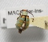  ( - MACN-Bar-Ins-ct 02315)  @14 [ ] Copyright (2011) MACN Museo Argentino de Ciencias Naturales "Bernardino Rivadavia"