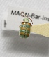  ( - MACN-Bar-Ins-ct 02317)  @14 [ ] Copyright (2011) MACN Museo Argentino de Ciencias Naturales "Bernardino Rivadavia"