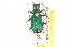  ( - BIOUG09878-F11)  @13 [ ] CreativeCommons - Attribution (2014) CBG Photography Group Centre for Biodiversity Genomics