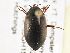  (Agabus thomsoni - BIOUG09882-A11)  @14 [ ] CreativeCommons - Attribution (2014) CBG Photography Group Centre for Biodiversity Genomics