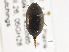  ( - BIOUG09882-B03)  @11 [ ] CreativeCommons - Attribution (2014) CBG Photography Group Centre for Biodiversity Genomics
