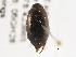  (Agabus bifarius - BIOUG09882-B04)  @13 [ ] CreativeCommons - Attribution (2014) CBG Photography Group Centre for Biodiversity Genomics