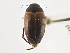  (Agabus inscriptus - BIOUG09882-B09)  @13 [ ] CreativeCommons - Attribution (2014) CBG Photography Group Centre for Biodiversity Genomics