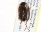  ( - BIOUG09882-C02)  @13 [ ] CreativeCommons - Attribution (2014) CBG Photography Group Centre for Biodiversity Genomics