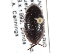  (Hydrophilini - BIOUG09883-B06)  @15 [ ] CreativeCommons - Attribution (2014) CBG Photography Group Centre for Biodiversity Genomics