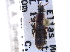  ( - BIOUG09884-D11)  @11 [ ] CreativeCommons - Attribution (2014) CBG Photography Group Centre for Biodiversity Genomics