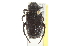  ( - BIOUG09885-D12)  @13 [ ] CreativeCommons - Attribution (2014) CBG Photography Group Centre for Biodiversity Genomics