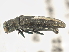  ( - BIOUG09885-G11)  @11 [ ] CreativeCommons - Attribution (2014) CBG Photography Group Centre for Biodiversity Genomics