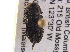  ( - BIOUG09886-A02)  @13 [ ] CreativeCommons - Attribution (2014) CBG Photography Group Centre for Biodiversity Genomics