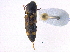  (Megapenthes caprella - BIOUG09886-F06)  @14 [ ] CreativeCommons - Attribution (2014) CBG Photography Group Centre for Biodiversity Genomics