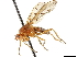  ( - BIOUG47277-A02)  @14 [ ] CreativeCommons - Attribution (2019) CBG Photography Group Centre for Biodiversity Genomics
