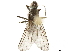  ( - BIOUG47277-A06)  @11 [ ] CreativeCommons - Attribution (2019) CBG Photography Group Centre for Biodiversity Genomics