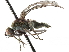  ( - BIOUG47277-A06)  @11 [ ] CreativeCommons - Attribution (2019) CBG Photography Group Centre for Biodiversity Genomics