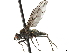 ( - BIOUG47277-B03)  @11 [ ] CreativeCommons - Attribution (2019) CBG Photography Group Centre for Biodiversity Genomics