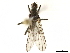  ( - BIOUG47277-B04)  @11 [ ] CreativeCommons - Attribution (2019) CBG Photography Group Centre for Biodiversity Genomics