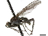  ( - BIOUG47277-B04)  @11 [ ] CreativeCommons - Attribution (2019) CBG Photography Group Centre for Biodiversity Genomics