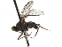  ( - BIOUG47277-B05)  @11 [ ] CreativeCommons - Attribution (2019) CBG Photography Group Centre for Biodiversity Genomics