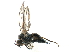  ( - BIOUG47277-B06)  @11 [ ] CreativeCommons - Attribution (2019) CBG Photography Group Centre for Biodiversity Genomics