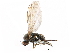  ( - BIOUG47277-B07)  @11 [ ] CreativeCommons - Attribution (2019) CBG Photography Group Centre for Biodiversity Genomics