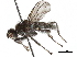  ( - BIOUG47277-E11)  @11 [ ] CreativeCommons - Attribution (2019) CBG Photography Group Centre for Biodiversity Genomics
