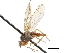  (Heterocheila - BIOUG47277-F06)  @11 [ ] CreativeCommons - Attribution (2019) CBG Photography Group Centre for Biodiversity Genomics