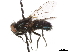  ( - BIOUG47277-F07)  @13 [ ] CreativeCommons - Attribution (2019) CBG Photography Group Centre for Biodiversity Genomics