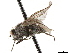  ( - BIOUG47277-F11)  @13 [ ] CreativeCommons - Attribution (2019) CBG Photography Group Centre for Biodiversity Genomics