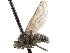  ( - BIOUG47277-F12)  @13 [ ] CreativeCommons - Attribution (2019) CBG Photography Group Centre for Biodiversity Genomics