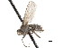  ( - BIOUG47277-G01)  @13 [ ] CreativeCommons - Attribution (2019) CBG Photography Group Centre for Biodiversity Genomics