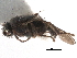  ( - BIOUG47277-H08)  @11 [ ] CreativeCommons - Attribution (2019) CBG Photography Group Centre for Biodiversity Genomics