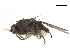  ( - BIOUG47278-A10)  @11 [ ] CreativeCommons - Attribution (2019) CBG Photography Group Centre for Biodiversity Genomics