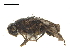  ( - BIOUG47278-A11)  @11 [ ] CreativeCommons - Attribution (2019) CBG Photography Group Centre for Biodiversity Genomics