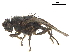  ( - BIOUG47278-B03)  @11 [ ] CreativeCommons - Attribution (2019) CBG Photography Group Centre for Biodiversity Genomics