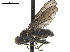  ( - BIOUG47278-D10)  @14 [ ] CreativeCommons - Attribution (2019) CBG Photography Group Centre for Biodiversity Genomics