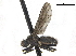  ( - BIOUG47278-F09)  @13 [ ] CreativeCommons - Attribution (2019) CBG Photography Group Centre for Biodiversity Genomics