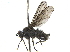  ( - BIOUG47278-G08)  @11 [ ] CreativeCommons - Attribution (2019) CBG Photography Group Centre for Biodiversity Genomics