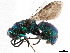  ( - BIOUG56821-G10)  @11 [ ] CreativeCommons - Attribution (2021) CBG Photography Group Centre for Biodiversity Genomics