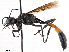  ( - BIOUG56822-B07)  @11 [ ] CreativeCommons - Attribution (2021) CBG Photography Group Centre for Biodiversity Genomics