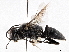  ( - BIOUG56822-C01)  @11 [ ] CreativeCommons - Attribution (2021) CBG Photography Group Centre for Biodiversity Genomics
